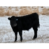 Image 2 : Stockwell Cattle Ltd. - 550# December Delivery Steer Calves - 70 Head (Macrorie, SK) VBP+