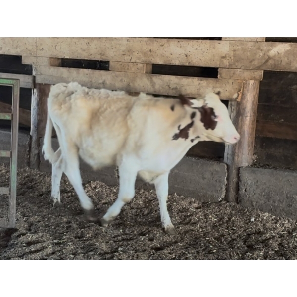 Ralph Anderlini - 400# Ayrshire Steers - 8 Head (Langley, BC)