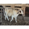 Image 1 : Ralph Anderlini - 400# Ayrshire Steers - 8 Head (Langley, BC)