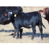 Image 5 : Cody Plumb - 650# October Delivery Heifer Calves - 35 Head (Enchant, AB)