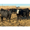 Image 6 : Justin Tateson - 950# February Delivery Steers - 65 Head (Scandia, AB)