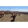 Image 10 : Amber Mountain Farms - 660# May Delivery Heifers - 128 Head (Vauxhall, AB)