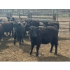 Image 5 : Nicola Ranch - 740# May Delivery Heifers - 280 Head (Nicola, BC)