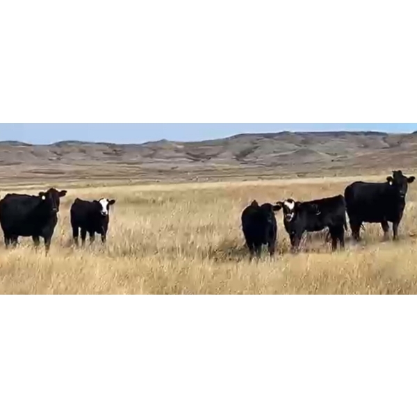 Wildcat Cattle Co. Ltd. - 500# November Delivery Steer Calves - 100 Head (Elkwater, AB)