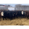 Image 4 : Ron Billings  - 1100# January Weaned Steers - 140 Head (Sundre, AB)