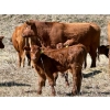 Image 4 : Meyer Cattle Inc. - 15 Red Angus X 3rd Calf Pairs (Lethbridge, AB)