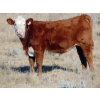 Image 13 : Warren Peters - 680# October Delivery Steer Calves - 34 Head (Hays, AB)