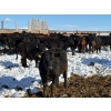 Image 4 : Antelope Butte Ranch - 769# March Delivery Steers - 75 Head (Lundbreck, AB) VBP+