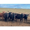 Image 9 : Lamb Cattle Company - 475# October Delivery Heifer Calves - 250 Head (Hanley, SK)