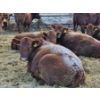 Image 5 : Count Ridge Stock Farms - 6 Red Heifers (Pen 518)