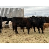 Image 9 : C & L Livestock - 30 Black 2nd Calf 3-Way Pairs (Edam, SK) VBP+