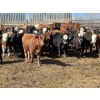Image 3 : Tyler Johnson - 900# August Delivery Grass Heifers - 70 Head (Olds, AB)
