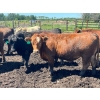 Image 15 : Lenny Brubacher - 1165# July Delivery Steers - 104 Head (Winnipegosis, MB)