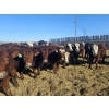 Image 1 : C.O. Johnson & Sons Ranches - 869# February Delivery Steers - 104 Head (Scandia, AB) VBP+
