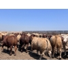 Image 5 : H.B. Scott Colony Farming - 156 August Delivery Fed Steers (Scott, SK)