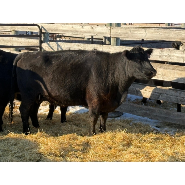 6S Family Farm - 7 Mature Cows (Pen 414)