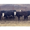 Image 5 : Midpoint Farms - 24 BBF April/May Calving Bred Heifers (Drayton Valley, AB)