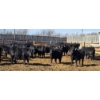 Image 4 : South Island Farms - 710# March/April Delivery Steers - 48 Head (Bow Island, AB)
