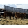 Image 4 : CS Livestock - 860# March Delivery Steers - 65 Head (Rimbey, AB)