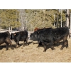 Image 2 : Guichon Creek Ranch - 750# March Weaned Steers - 80 Head (Westwold, BC)