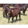 Image 9 : Blooming Enterprises Ltd. - 625# October Delivery Steer Calves - 85 Head (Gladmar, SK)