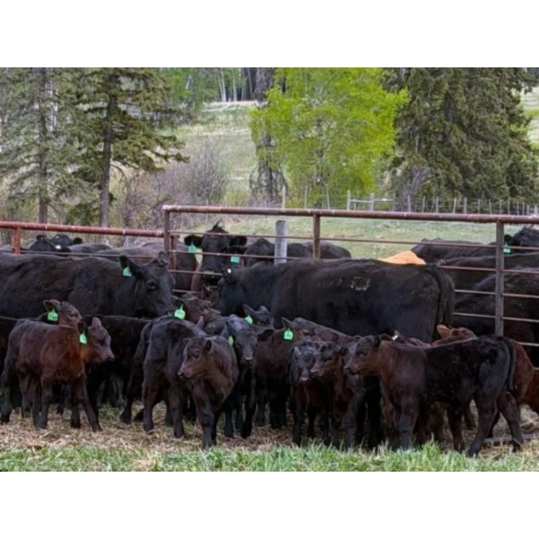 153 Mile Ranch - 575# October Delivery Steer Calves - 100 Head (Williams Lake, BC)
