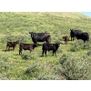Rodney & Lee Perrin - 550# October Delivery Steer Calves - 75 Head (Maple Creek, SK)