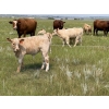 Image 2 : John Bland - 640# October Delivery Steer Calves - 60 Head (Strathmore, AB)