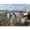 Image 7 : Wavy Lake Farming Co. - 635# Holstein Steers - 15 Head (Heisler, AB)