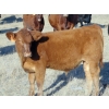 Image 3 : Paul Preston - 610# October Delivery Steer Calves - 34 Head (Hays, AB)