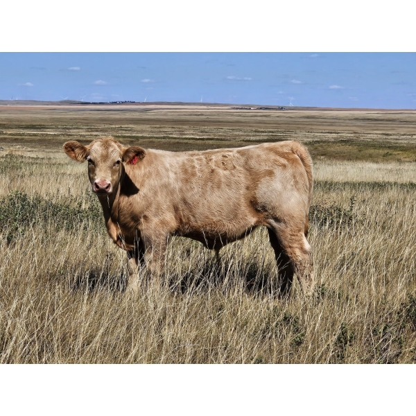 Johnston Ranches - 690# October Delivery Steer Calves - 80 Head (Cereal, AB)