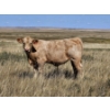 Image 1 : Johnston Ranches - 690# October Delivery Steer Calves - 80 Head (Cereal, AB)