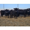 Image 11 : Brent & Tyler Stammers - 2 Red Cows (Pen 705)