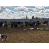 Image 3 : Moore Ranching - 800# May Delivery Heifers - 101 Head (Loon Lake, SK)