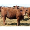 Image 4 : A&S Farms - 30 Red Replacement Heifers (Coaldale, AB)