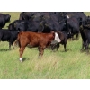 Image 13 : Calvin Rydzik - 525# November Delivery Heifer Calves - 110 Head (Glenavon, SK)