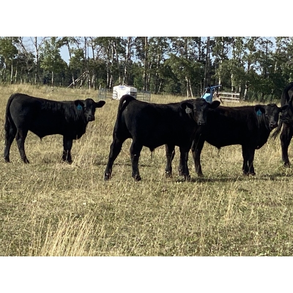 Jason & Emil Kure - 660# Steer Calves - 95 Head (Bowden, AB)
