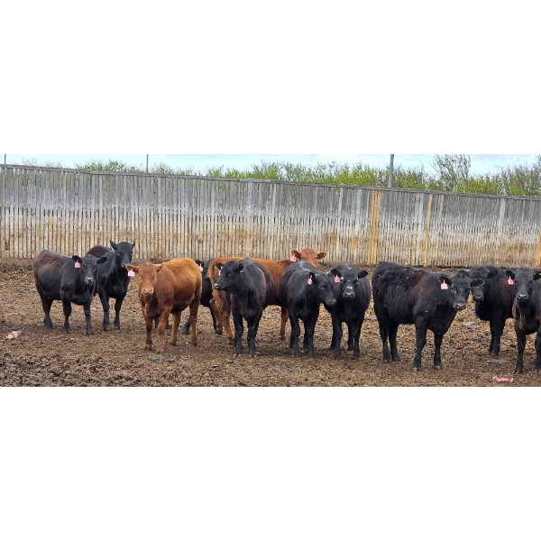 Block's Ranching Ltd. - 685# May Delivery Heifers - 44 Head (Bow Island, AB)