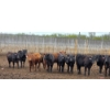 Image 1 : Block's Ranching Ltd. - 685# May Delivery Heifers - 44 Head (Bow Island, AB)