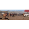 Image 8 : Cattlewood Farms Ltd. - 690# May Delivery Steers - 90 Head (Stirling, AB)