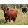 Image 10 : Riverbend Ranch - 1000# October Delivery Grass Steers - 120 Head (Coronation, AB)