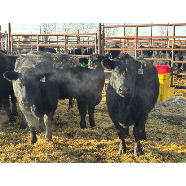 Fox Cattle Co. - 7 Bred Heifers (Pen 408A)