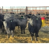 Image 1 : Fox Cattle Co. - 7 Bred Heifers (Pen 408A)