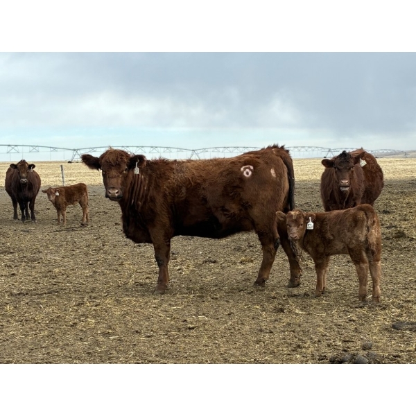 South Ridge Simmentals - 20 Red/Red X 1st Calf Pairs (Picture Butte, AB)