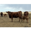 Image 1 : South Ridge Simmentals - 20 Red/Red X 1st Calf Pairs (Picture Butte, AB)