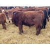 Image 3 : Rusty Myskiw - 665# February Delivery Steers - 55 Head (Marquette, MB)