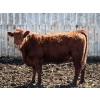 Image 3 : Barfus Farms - 25 Red Replacement Heifers (Cardston, AB)
