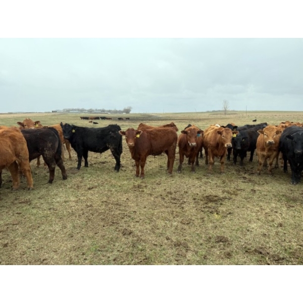 Poplarview Stock Farm - 875# May Delivery Steers - 140 Head (Pipestone, MB)