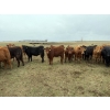 Image 2 : Poplarview Stock Farm - 950# May Delivery Steers - 128 Head (Pipestone, MB)