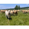 Image 5 : Midpoint Farms - 900# October Delivery Grass Heifers - 70 Head (Drayton Valley, AB)